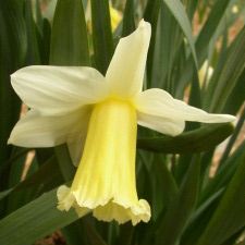 Amaryllidaceae Narcissus x hybridus hort. cv. White Triumphator