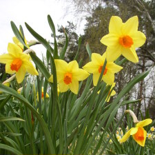 Amaryllidaceae Narcissus x hybridus hort. cv. Tinker