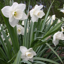 Amaryllidaceae Narcissus x hybridus hort. cv. Tutankhamun