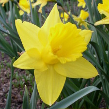 Amaryllidaceae Narcissus x hybridus hort. cv. Ulster Prince