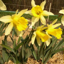 Amaryllidaceae Narcissus x hybridus hort. cv. Oliver Cromwell