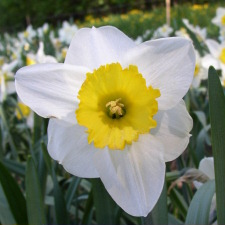 Amaryllidaceae Narcissus x hybridus hort. cv. Monique