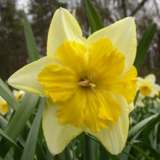 Amaryllidaceae Narcissus x hybridus hort. cv. Mols Hobby