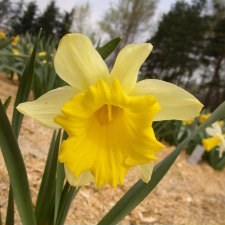 Amaryllidaceae Narcissus x hybridus hort. cv. Music Hall