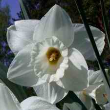 Amaryllidaceae Narcissus x hybridus hort. cv. Nuage