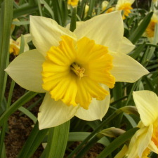 Amaryllidaceae Narcissus x hybridus hort. cv. Obelisk