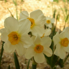 Amaryllidaceae Narcissus x hybridus hort. cv. L Innocence