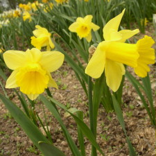 Amaryllidaceae Narcissus x hybridus hort. cv. Lord Nelson