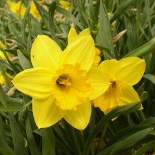 Amaryllidaceae Narcissus x hybridus hort. cv. Louis d Or