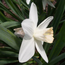 Amaryllidaceae Narcissus x hybridus hort. cv. Lovenest