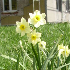 Amaryllidaceae Narcissus x hybridus hort. cv. Minnow