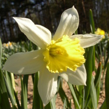 Amaryllidaceae Narcissus x hybridus hort. cv. Lord Kitchener