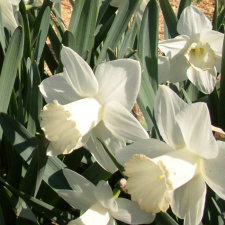 Amaryllidaceae Narcissus x hybridus hort. cv. Maidens Blush