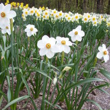 Amaryllidaceae Narcissus x hybridus hort. cv. Margaret Mitchell