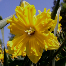 Amaryllidaceae Narcissus x hybridus hort. cv. Oecumene