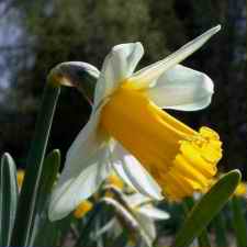 Amaryllidaceae Narcissus x hybridus hort. cv. Preamble