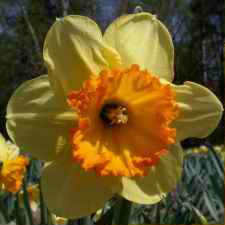 Amaryllidaceae Narcissus x hybridus hort. cv. Patachou