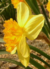 Amaryllidaceae Narcissus x hybridus hort. cv. Patachou