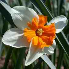Amaryllidaceae Narcissus x hybridus hort. cv. Parisienne
