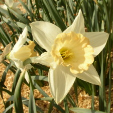 Amaryllidaceae Narcissus x hybridus hort. cv. Pink Giant