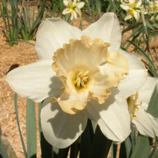 Amaryllidaceae Narcissus x hybridus hort. cv. Pink Select