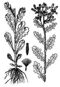 Asteraceae Senecio vulgaris L. 