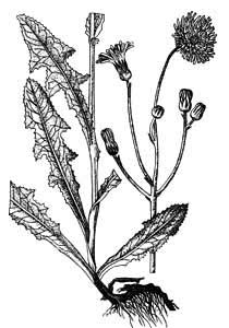 Asteraceae Sonchus arvensis L. 