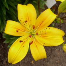 Liliaceae Lilium x hybridum hort. cv.  