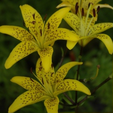 Liliaceae Lilium x hybridum hort. cv. 