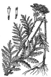 Asteraceae Tanacetum vulgare L. 
