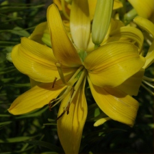 Lilium x hybridum hort. cv. Connecticut Lemonglow