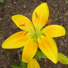 Lilium x hybridum hort. cv. Connecticut King