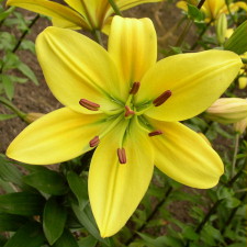 Lilium x hybridum hort. cv. Connecticut Dream