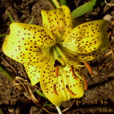 Liliaceae Lilium x hybridum hort. cv. Solus Gold