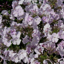 Polemoniaceae Phlox paniculata L. cv.  