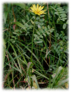Asteraceae Tragopogon pratensis L. 