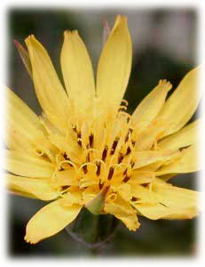 Asteraceae Tragopogon pratensis L. 