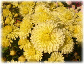 Chrysanthemum coreanum (H. Levl. et Vaniot) Nakai ex T. Mori cv.  