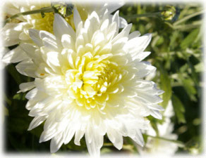 Chrysanthemum coreanum (H. Levl. et Vaniot) Nakai ex T. Mori cv. 