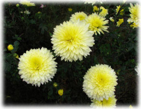 Asteraceae Chrysanthemum coreanum (H. Levl. et Vaniot) Nakai ex T. Mori cv.  