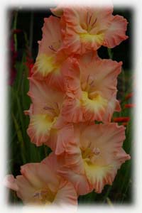 Gladiolus x hybridus hort. cv. Jo Ann