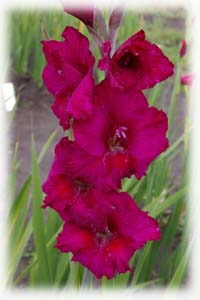 Gladiolus x hybridus hort. cv. Prince Indigo