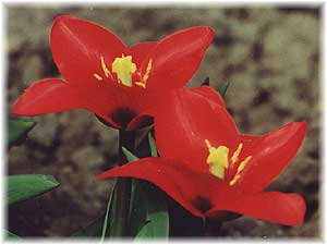 Liliaceae Tulipa x hybrida hort. cv. Showwinner