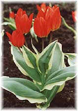 Liliaceae Tulipa praestans Th. Hoog cv. Unicum