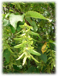 Betulaceae Carpinus betulus L. 