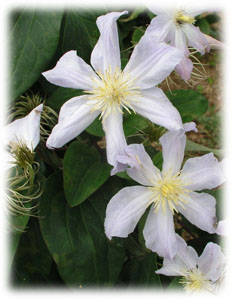 Ranunculaceae Clematis x hybrida hort. cv.  