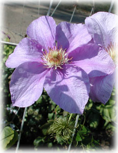 Ranunculaceae Clematis x hybrida hort. cv. Ramona