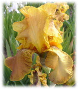 Iridaceae Iris x hybrida hort. cv. 