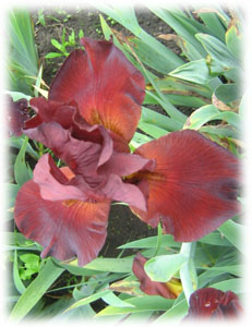 Iridaceae Iris x hybrida hort. cv. Vitafire