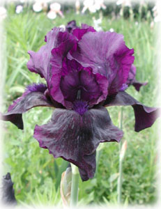 Iridaceae Iris x hybrida hort. cv. Sable Robe